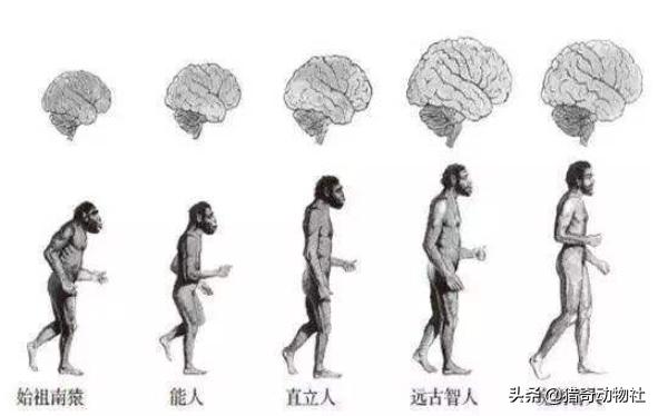 地球上最难驯服的生物排名:人变成多大体型能轻易驯服像狮子老虎熊狼这样的野兽？