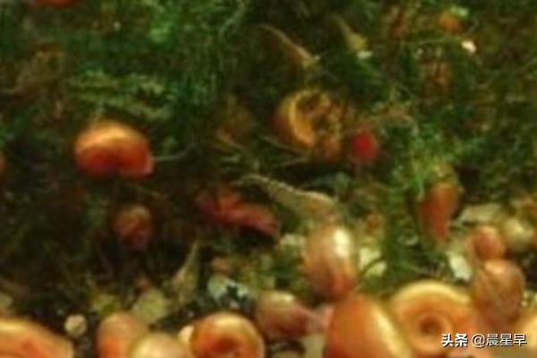 苹果螺爆缸怎么处理虎皮鱼:苹果螺繁殖过(爆缸)多应该怎么办？