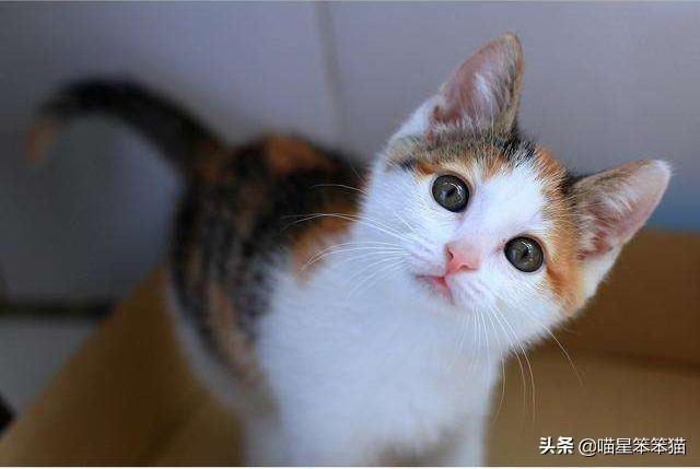 盆景猫 谣言:有人说一个人独居养只猫是最好的，什么猫比较好养？