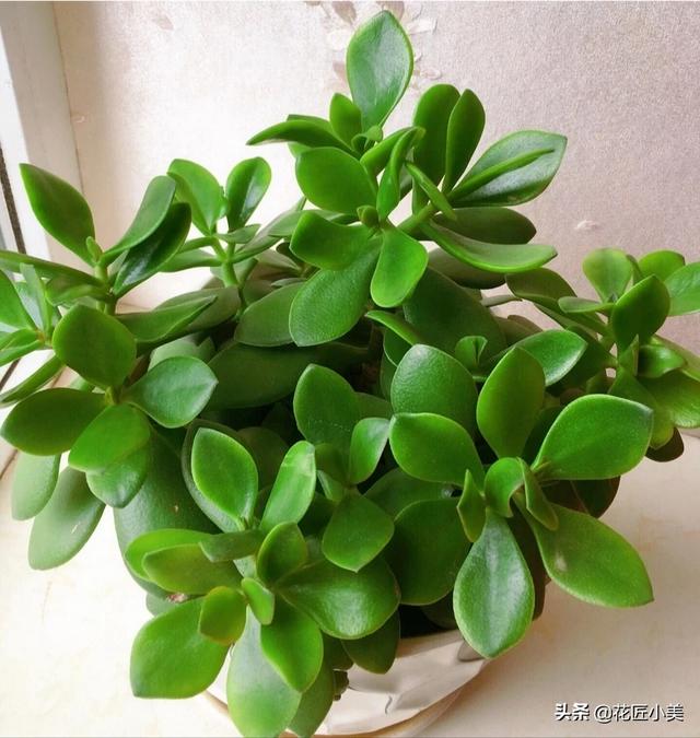 魔南景天夏季落叶怎么办:盆栽的玉树，夏季休眠吗？夏季应该怎么养？