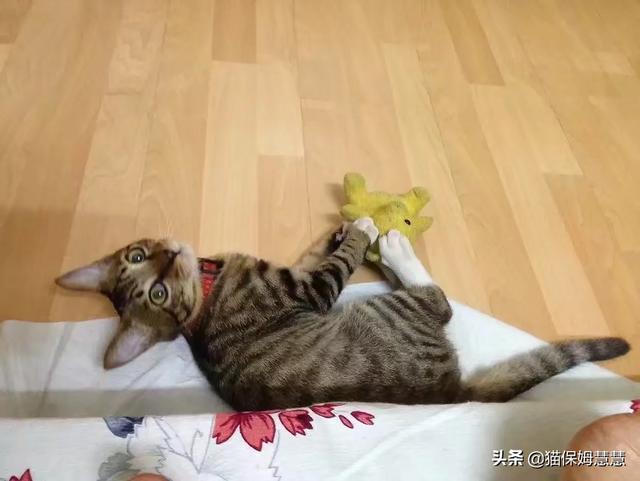 鹦鹉糖糖得抑郁症羽毛拔光:猫咪有抑郁症会有什么表现？