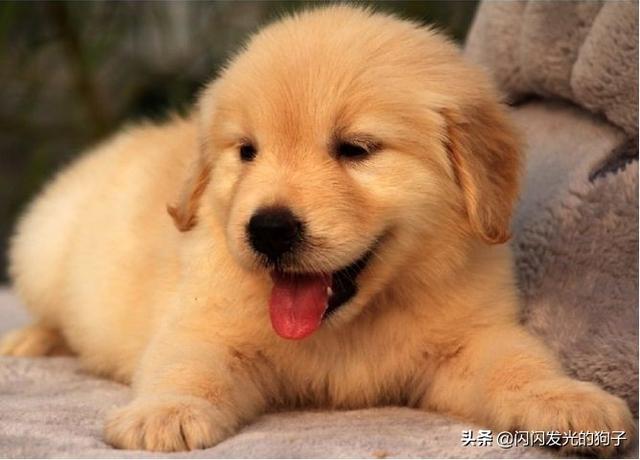 犬钩虫病口腔:宠物狗出白色的长长细细的虫，要服什么药？