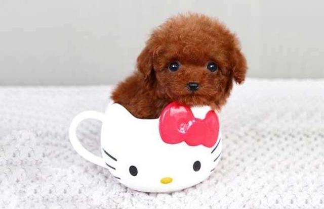 白色茶杯犬价格:茶杯犬好养吗？大概多少钱？养茶杯犬需要注意什么？