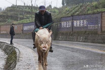 2给b脱毛:复合维生素B给猪治疗什么病？