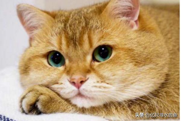 发腮是什么意思:公猫发腮是什么意思 猫咪什么时候长出猫腮，猫的腮部位于哪里？