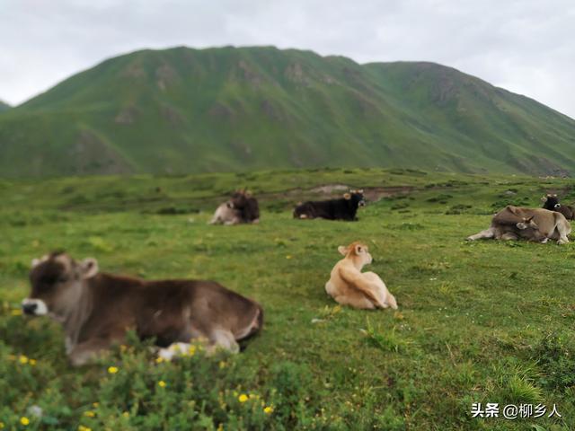 演员银雪:为什么不少人吐槽电视剧《三千鸦杀》选错了女主、剧情过于套路
