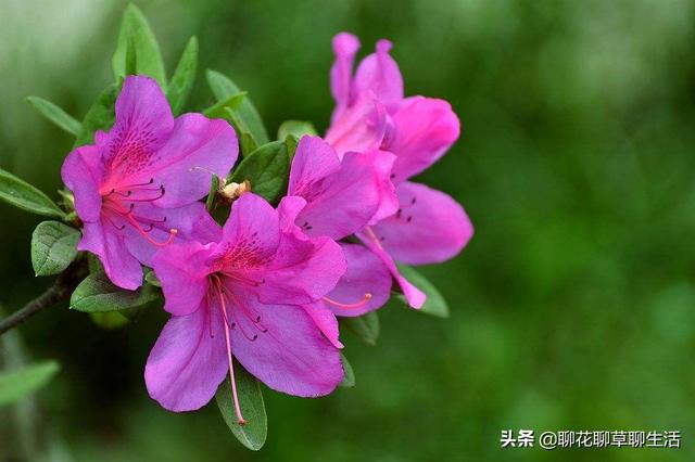 杜鹃简历:杜鹃花多久开一次花？花期会受外界因素影响吗？