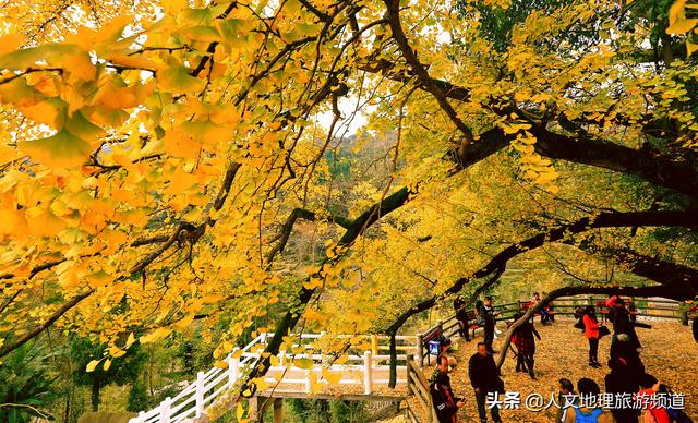 白冠噪鹛鸟叫声:果园鸟害让人头疼，如何防治效果好？