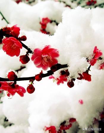 雪梅中的骚人也指诗人,你知道这一称呼的由来吗？