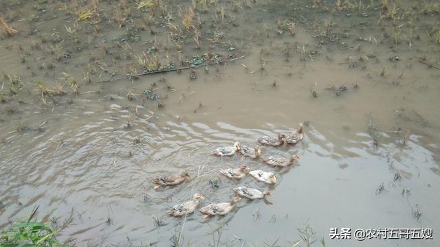 你们家乡过“冬至”日吗？冬至都吃什么好吃的？插图13