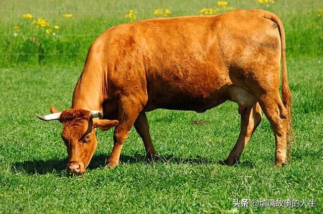 你吃过最邪恶的食物是什么？