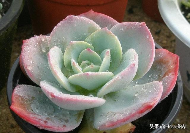 多肉白凤和玉蝶区别是什么？