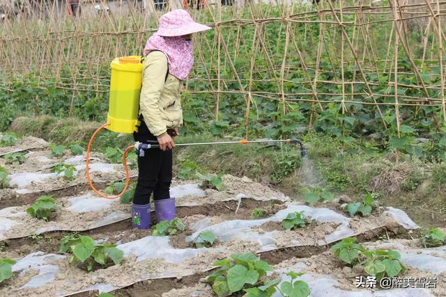 绝育黄瓜会开花吗:室内盆里播种黄瓜多久出芽 黄瓜栽种时为什么会出现有花无瓜现象？有什么补救措施？