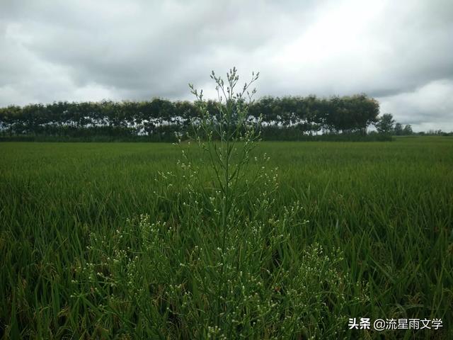 如果你的孩子不想上学,不爱读书,你怎么教育？