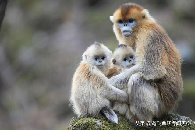 猴子在中国省份的分布是哪里？其中著名的种类是哪些？