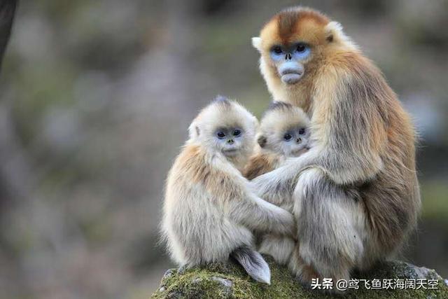 云南哪里有卖猴子的:猴子在中国省份的分布是哪里？其中著名的种类是哪些？