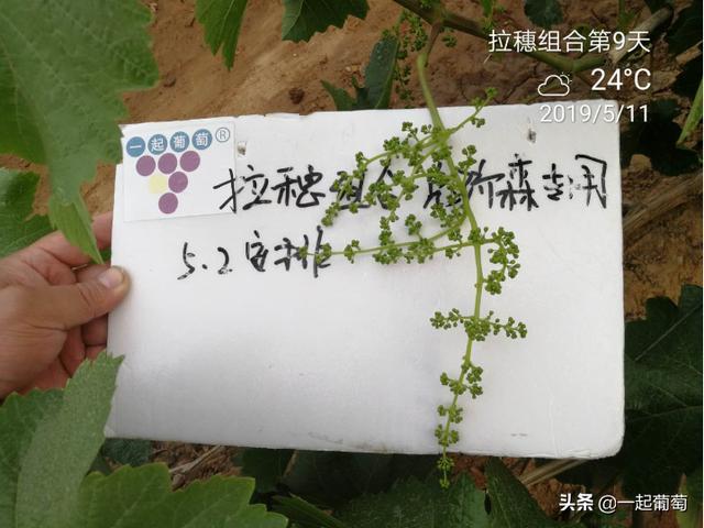 杰克罗素梗犬怎么喂:狗狗可以吃的蔬菜有哪些，你知道吗？