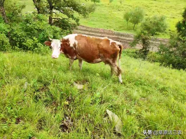 母牛产崽后拉稀用什么药好？
