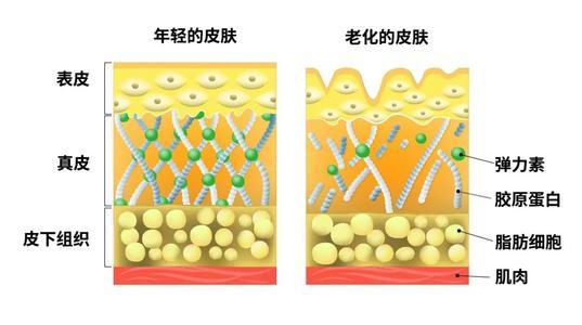 薏米绿豆粥(薏米绿豆粥功效)