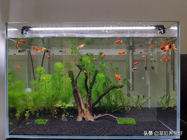水草造景师招聘:如何把水草种植到水族箱中？