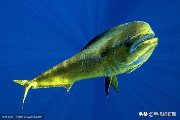 那些鱼是深海鱼?:哪些鱼属于深海鱼？一般深海鱼应该怎么样烹饪？