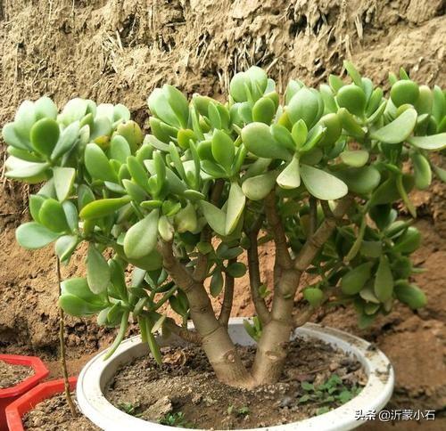 玉树养成盆景的几个技巧，为什么有人养在室内就容易挂掉呢？插图15