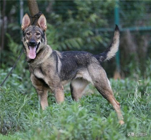 捷克狼犬sitka高清壁纸:捷克狼犬动态壁纸 国际上的哪些工作犬有德国牧羊犬的血统？为什么？