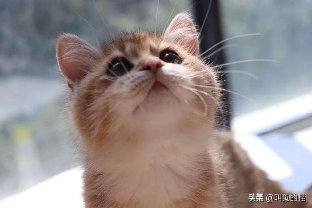 流浪猫在腿上蹭来蹭去是什么意思:猫咪蹭一下到底是什么意思？