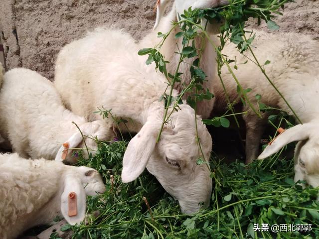 在农村养殖猪牛羊哪个赚钱比较快？