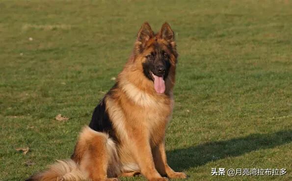 捷克狼犬叫声:世界上有多少种狼犬？为什么？