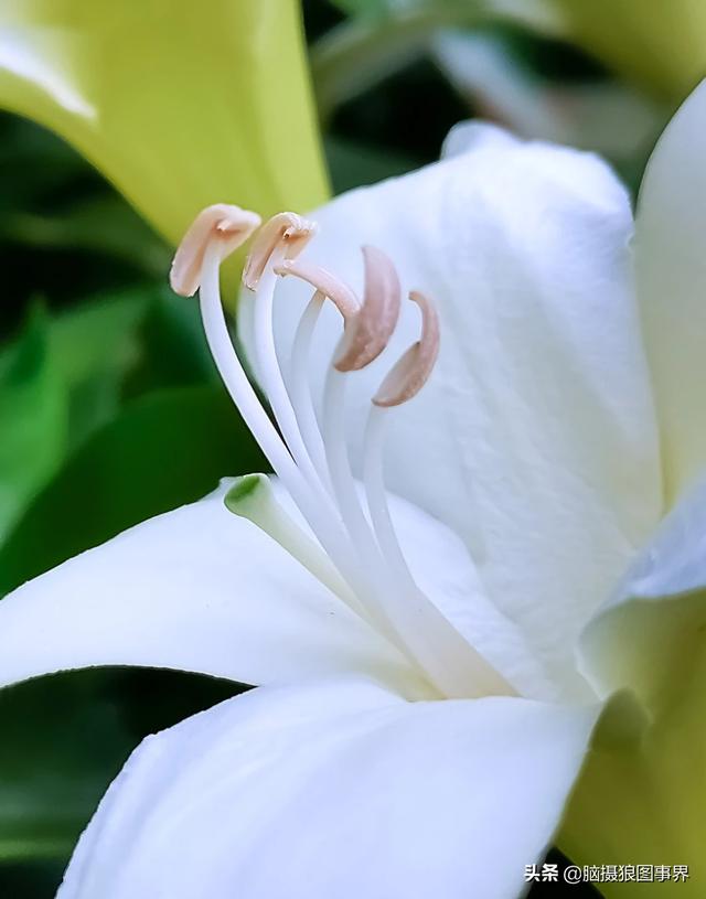 入门“残幅” “狗头”，真的能拍出质感通透的大片吗