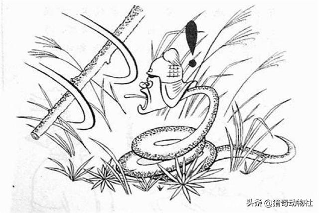 亚马逊森蚺和眼睛王蛇:深圳惊现十多斤蟒蛇！和眼镜王蛇比较，同是3米，谁的杀伤力强？