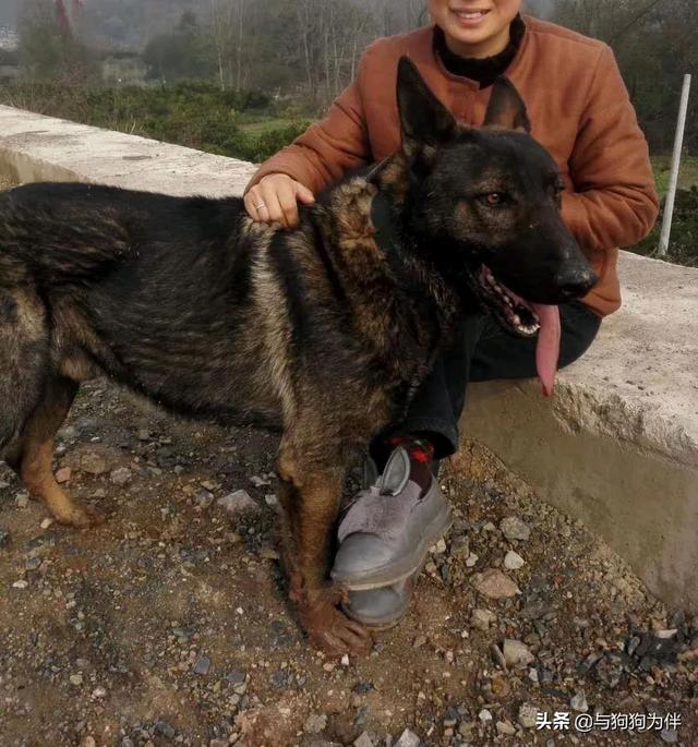 德牧是最好的护卫犬:为什么很多人想养一只德牧？