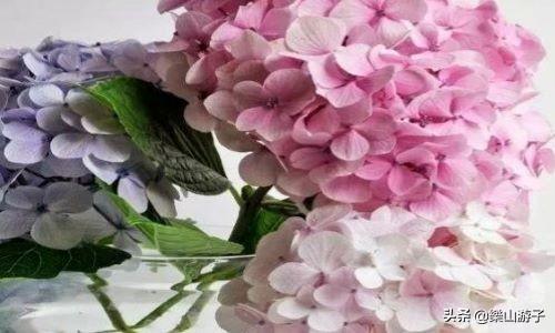 花叶万年青 有毒:什么植物晚上不能放卧室？绿萝可以放吗？