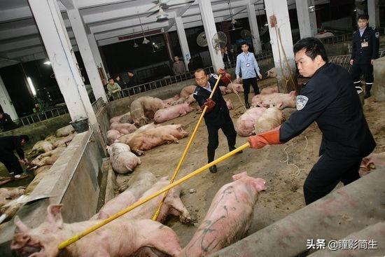 云南农大版纳微型猪:为什么云南的生猪会这么便宜呢？