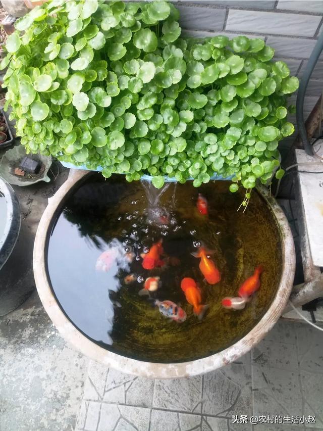 头条问答 如何养小鱼 磊儿科技酱的回答 0赞