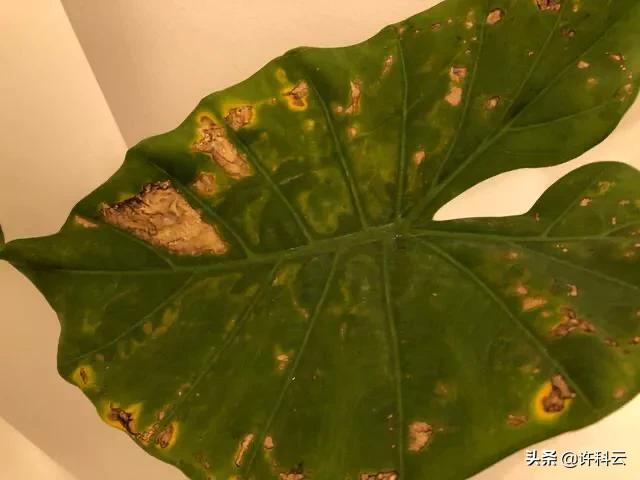 水培滴水观音施肥方法:滴水观音的叶子可以用来做液肥吗？