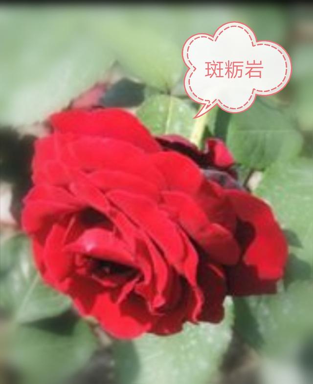 优秀月季花品种介绍百度网:名贵月季十大品种是哪些品种？