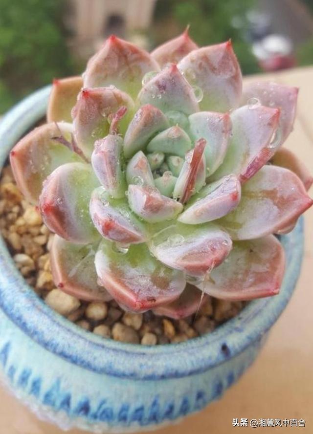 头条问答 - 多肉植物粉红女郎,摄影怎么拍?(1个回答)