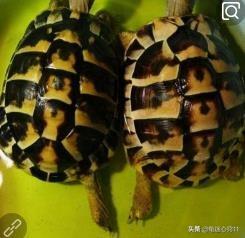 赫曼豹龟好养吗:豹龟和赫曼哪个好养 肯尼亚豹龟怎么养，豹龟好不好养的？