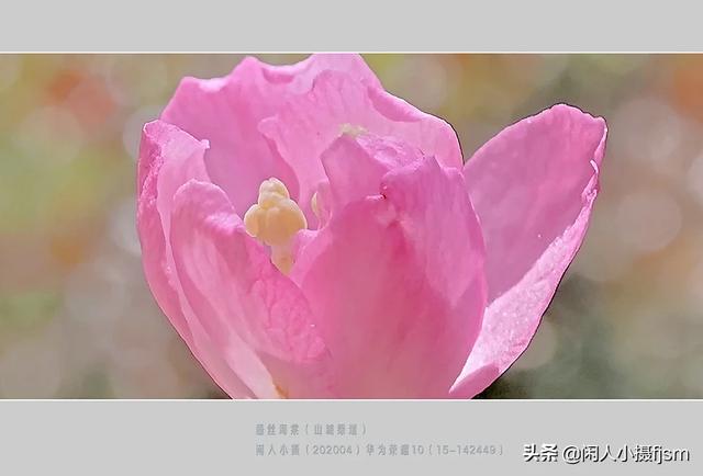 透红小丑 颜色:一朵花如何摄影出白里透红的效果？
