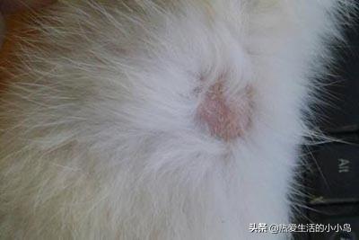 猫癣怎么治:小猫猫癣反复如何补营养，猫癣反复吃什么?如何给猫咪处理猫癣？ 猫癣怎么治好得快