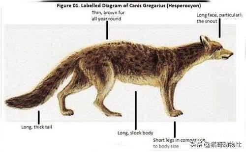 动物演化之谜，对比远古时期，为什么现在动物的体型越来越小了