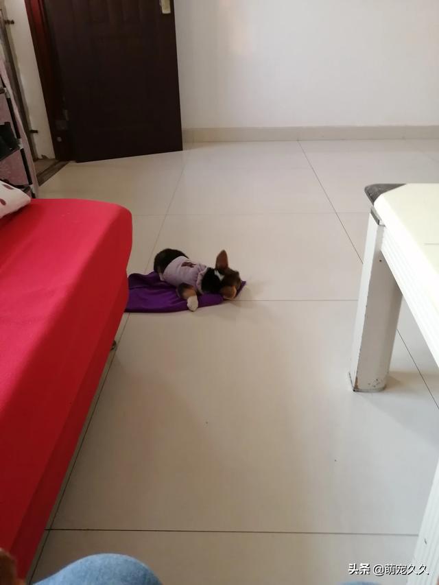 开宠物店赚钱吗贴吧:开一家宠物用品店挣钱吗？前景如何？