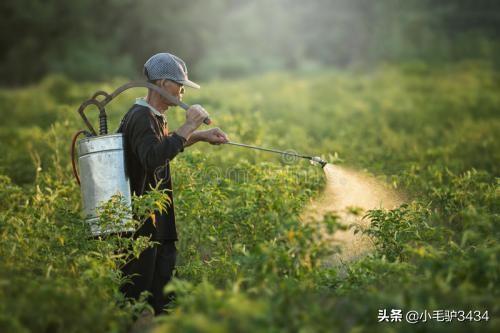 甘麟翰:转基因黄豆与非转基因有什么区别？