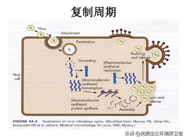 哈尔滨宠物网的自频道:短视频行业的未来将会是什么？