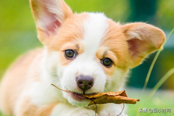 养惠皮特犬喂养视频:惠比特适合在丘陵地带捕野兔么？