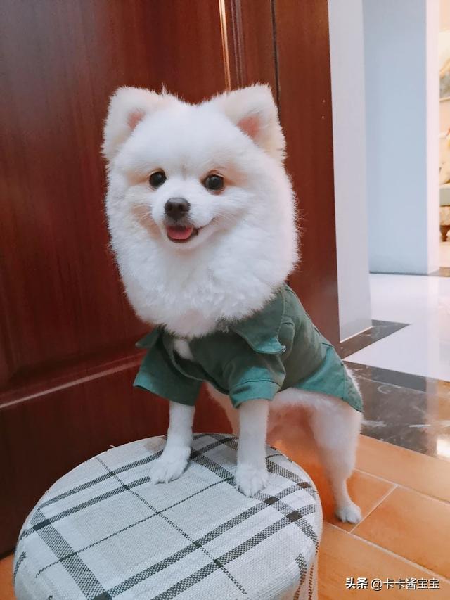 母狗:小母狗好不好养？应该注意什么？