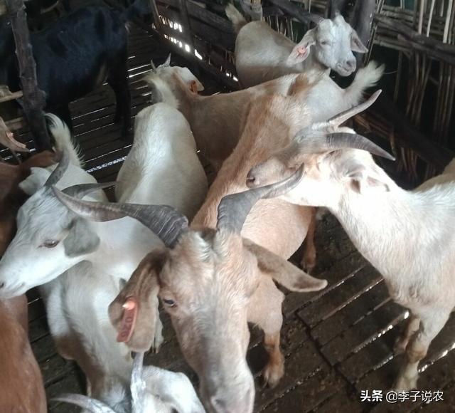 布氏杆菌病传染途径:布氏杆菌病人和人怎么传染 羊感染布病会传染给猪吗？