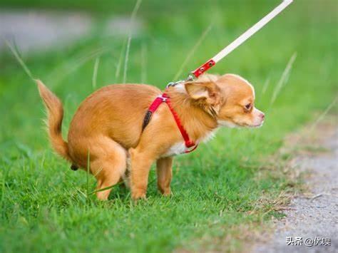 头条问答 狗狗便血怎么办 14个回答